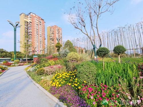 翠屏區 城市花海妝點幸福生活，精細管理提升綠化品質